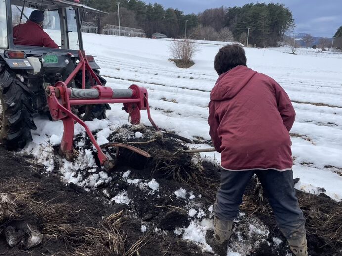冬の畑から生まれる、白い果実